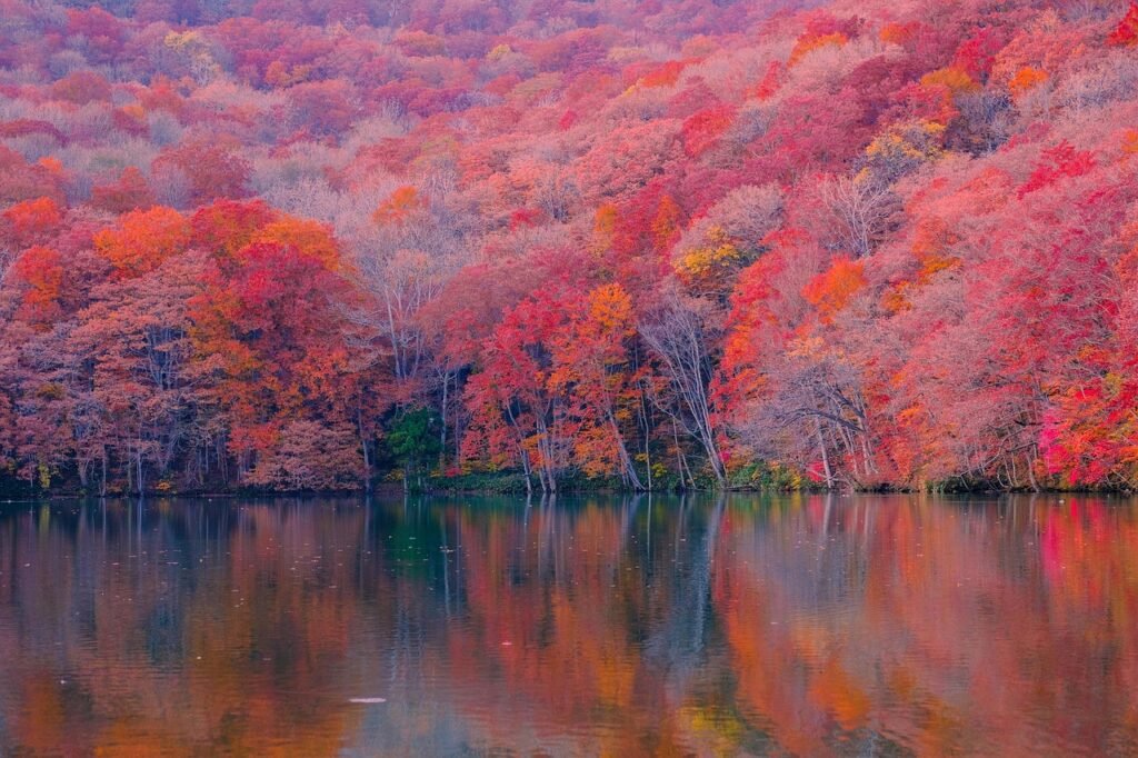 autumn, forest, lake, nature, landscape, fall, maple forest